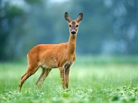 Shutterstock_1119254870_doe_stirna.jpg