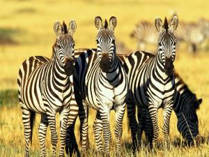 The-best-top-desktop-zebras-.jpg