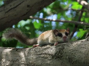 Shutterstock_744301990_forest dormouse_meža susuris.jpg