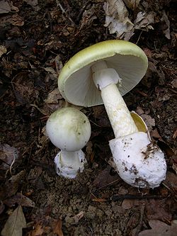 250px-Amanita_phalloides_1.jpg