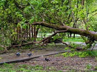 shutterstock_2626584375_Aftermath of a storm_Negaisa un vētras sekas.jpg