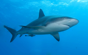 Caribbean-reef-shark.png
