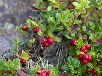 shutterstock_2525788255_lingonberries_brūklenes.jpg