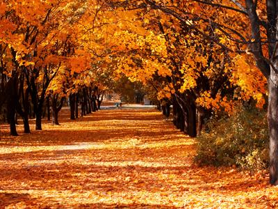 shutterstock_300990296 autumn.jpg