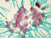 Shutterstock_1281821227_cells in pear_šūnas bumbierī.jpg