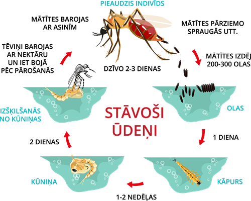 YCUZD_230803_5389_odu attīstības cikls.png