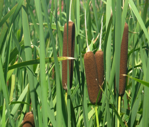 Typha_latifolia_jko2081106.png