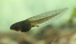 tadpole500.png