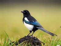 shutterstock_2563901441_magpie_žagata.jpg