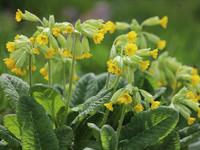 shutterstock_2447313359_cowslip_gaiļbiksītes.jpg