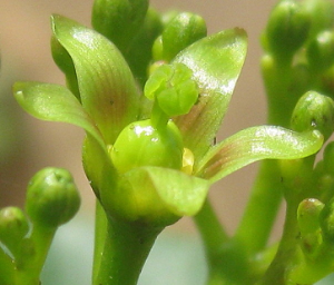 Jatropha_subaequiloba,_female_flower.png