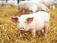 Shutterstock_353444603_pig_cūka.jpg