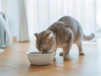 shutterstock_2512129167_cat_eating.jpg