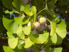 ginkgobiloba with fruit.png