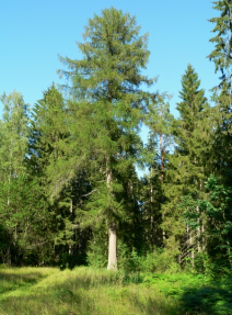 larch1.png