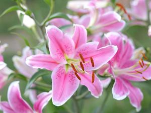 shutterstock_2108095202_lillies_lilijas.jpg
