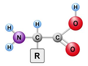 Shutterstock_1615571650_amino acid_aminoskābe.jpg