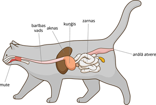 YCUZD_230109_4929_kaķa gremošanas orgāni.png