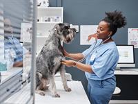 shutterstock_2490235131_veterinarian_veterinārs.jpg