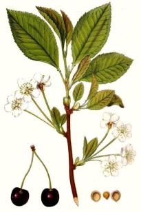 padus_avium_illustration.jpg