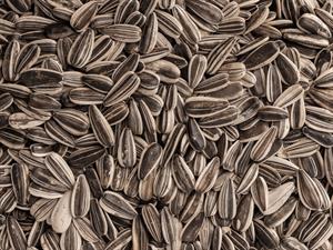 Shutterstock_2480994351_sunflower seeds_saulespuķu sēklas.jpg
