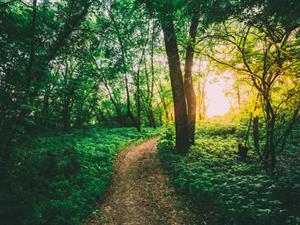 Shutterstock_1323545285_forest landscape_meža ainava.jpg