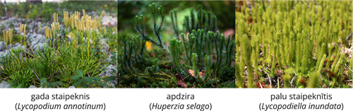 YCUZD_261014_6873_Augu sistēma_5.png