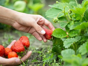 Shutterstock_420557440_to pick up_vākt.jpg