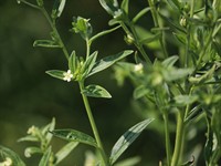shutterstock_2643086923_common gromwell_parastā vībotne.jpg