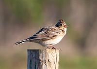 skylark-5069553_1920_cirulis.jpg