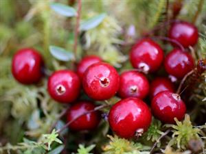 Shutterstock_2079933316_cranberries_dzērvenes (2).jpg