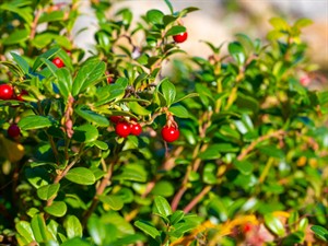 Shutterstock_2217004617_lingonberry_brūklenes.jpg