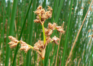 Cyperaceae-Scirpus-lacustris-Scirpe-des-marais.png