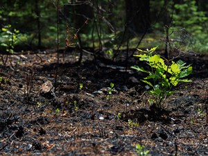 Shutterstock_1427807630_burnt forest_nodedzināts mežs.jpg