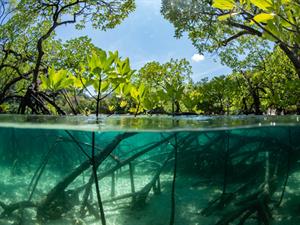 Shutterstock_1451653292_mangrove forest_mangrovju mežš.jpg