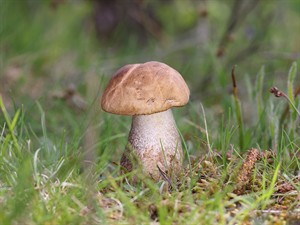 shutterstock_2628077579_aspen bolete_apšubeka.jpg