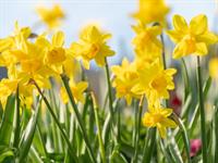 Shutterstock_2446209255_daffodil_narcise.jpg