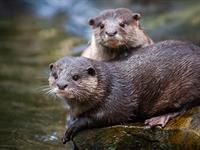 shutterstock_1772124647_otters_ūdri.jpg
