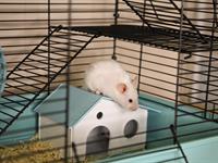 shutterstock_2323023265_hamster cage_kāmja būris.jpg