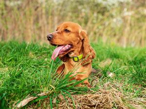 shutterstock_2450139267_dog_suns.jpg