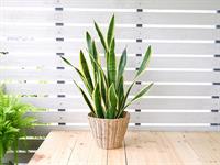 shutterstock_2446030375_snake plant_līdakaste.jpg