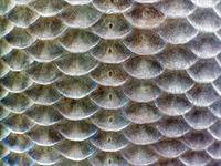 Shutterstock_112283336_fish scales_zivs zvīņas.jpg