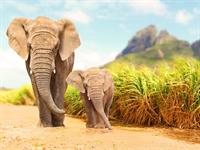 Shutterstock_717456544_elephants_ziloņi.jpg