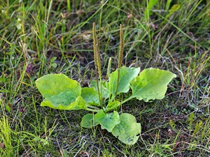 shutterstock_213456862_plantago_ceļteka.jpg