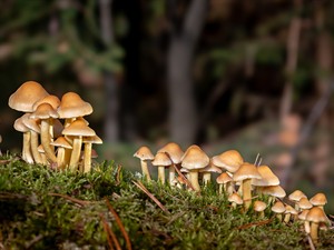 shutterstock_2692411133_mushrooms growing on a dead pine tree_sēnes aug uz nedzīvas priedes.jpg