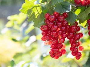 shutterstock_2079024277_red currant_jāņogas.jpg