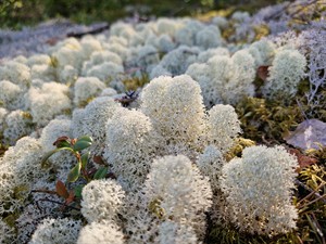 shutterstock_2690122477_Northern Reindeer Lichen_Briežķērpis.jpg