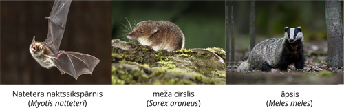 YCUZD_261014_6873_Dzīvnieku sistēma_6.png