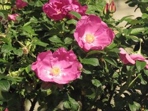 Shutterstock_1446386279_beach rose_pludmales roze.jpg