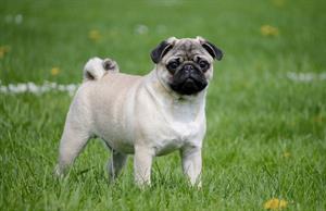 pug-2035675_1920.jpg